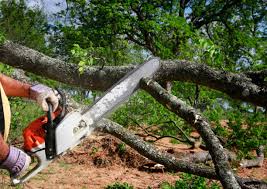 Best Stump Grinding and Removal  in Athens, TN