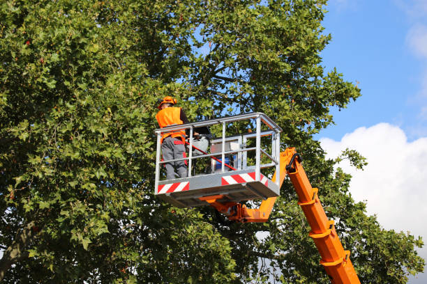 Best Arborist Consultation Services  in Athens, TN