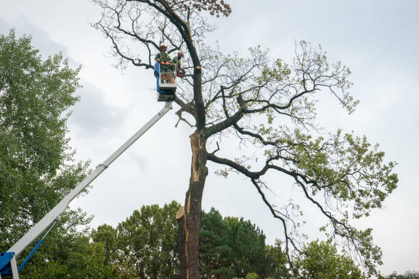 Best Tree Risk Assessment  in Athens, TN