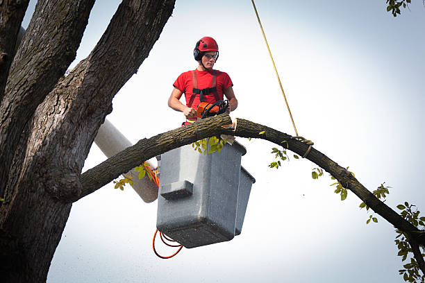  Athens, TN Tree Services Pros