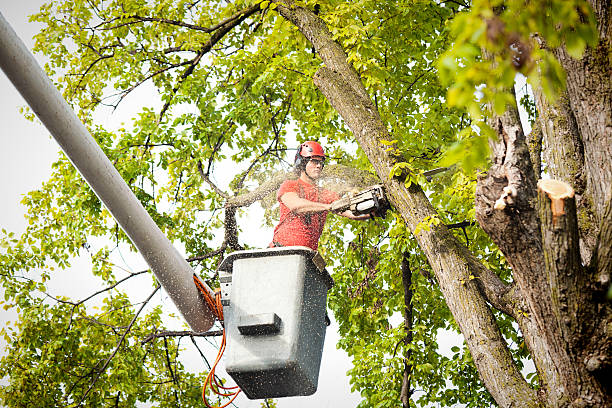 Seasonal Cleanup (Spring/Fall) in Athens, TN